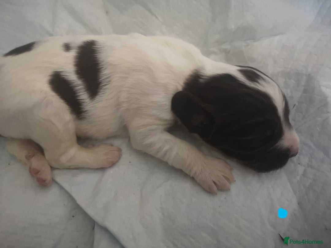 English Springer Spaniel dogs for sale: Beautiful springer Spainel pups. Ready 01/11/25 - Image 10