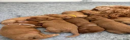 Cockapoo dogs for sale: ⭐ F1b cockapoo puppies - Advert 8