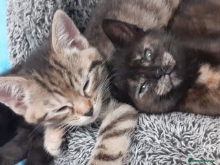 Mixed Breed cats for sale - Advert 1