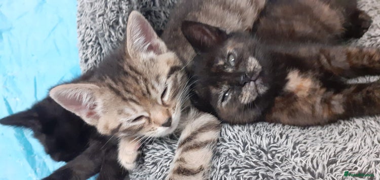 Mixed Breed cats - Advert 1