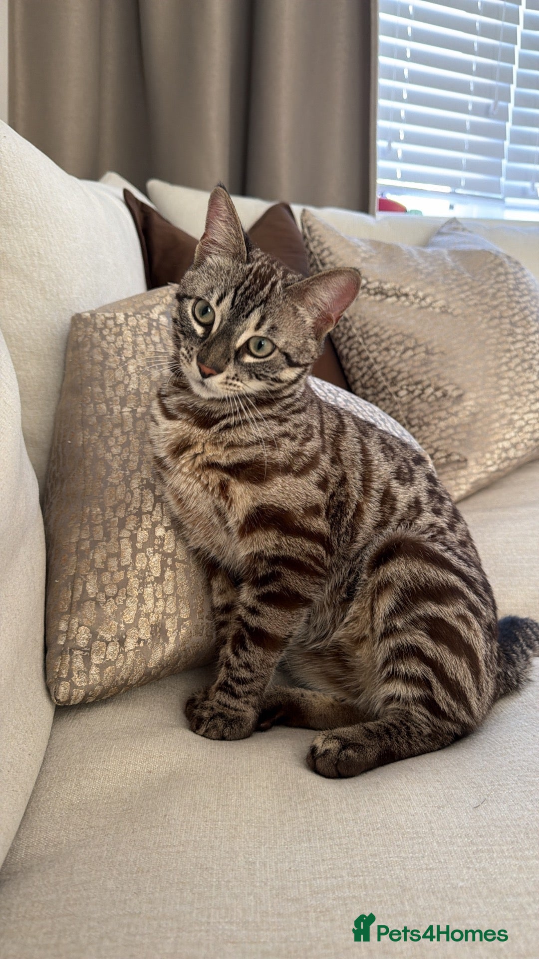 Bengal cats Kairo, Male Bengal  - Advert 9