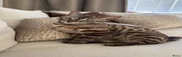 Bengal cats for sale: Kairo, Male Bengal  - Advert 1