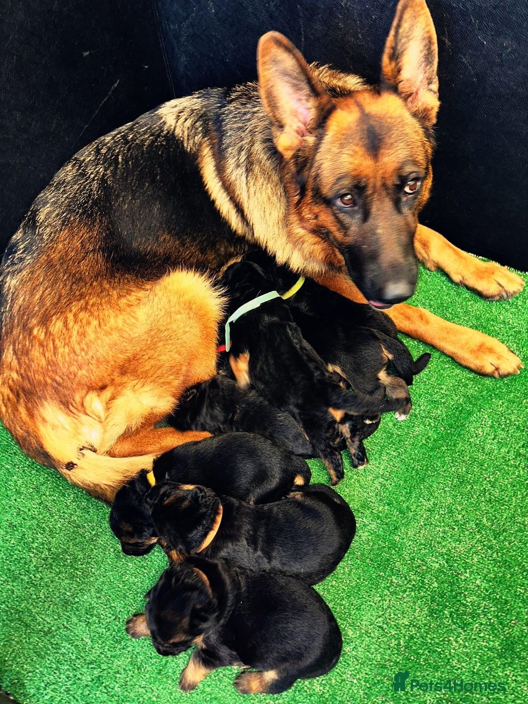 German Shepherd dogs for sale: German Shepherd Puppies for Sale — Only 4 Left! - Advert 3