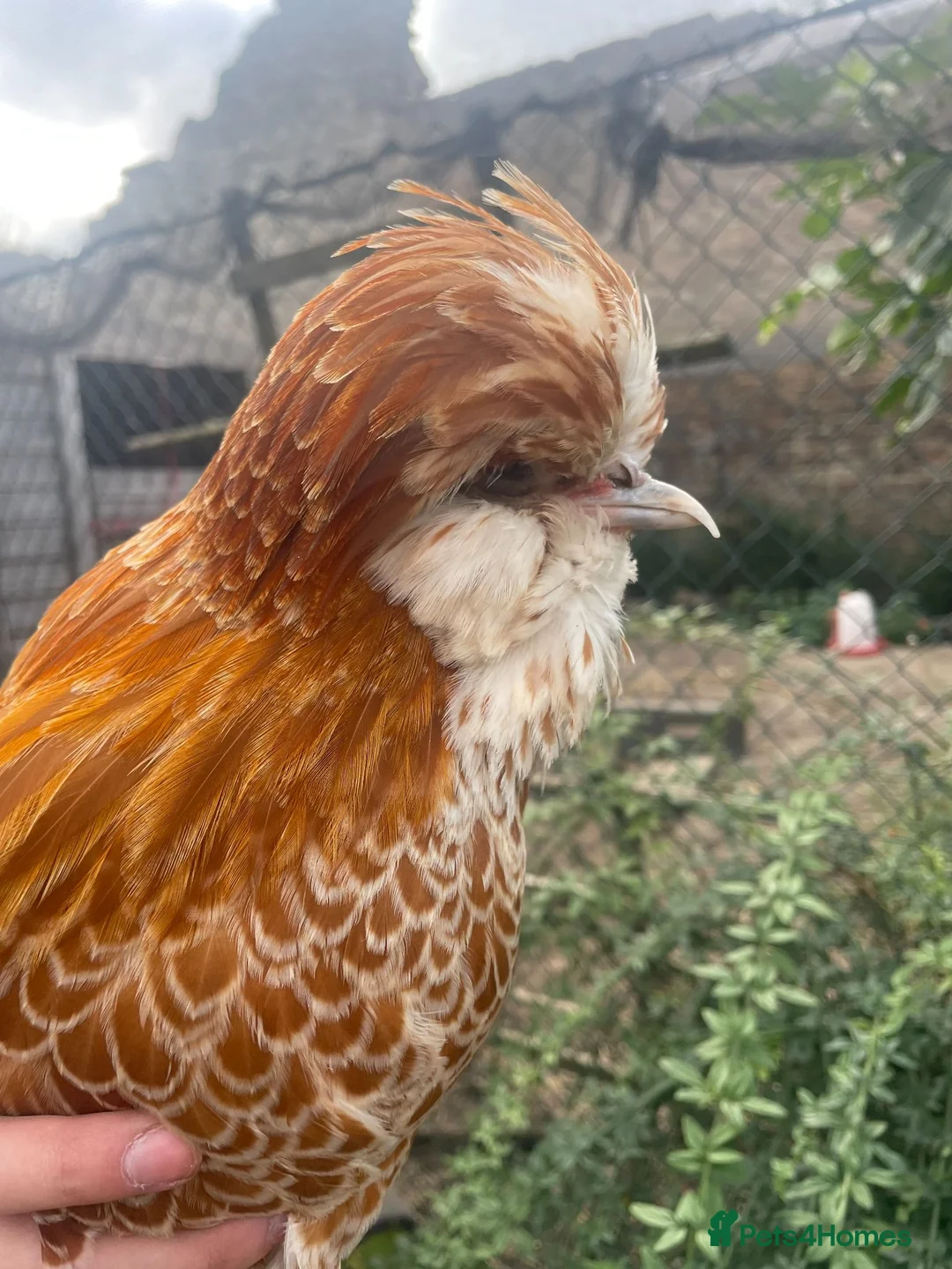 Chickens poultry for sale: Male Buff Polish chicken for sale in London - Advert 4