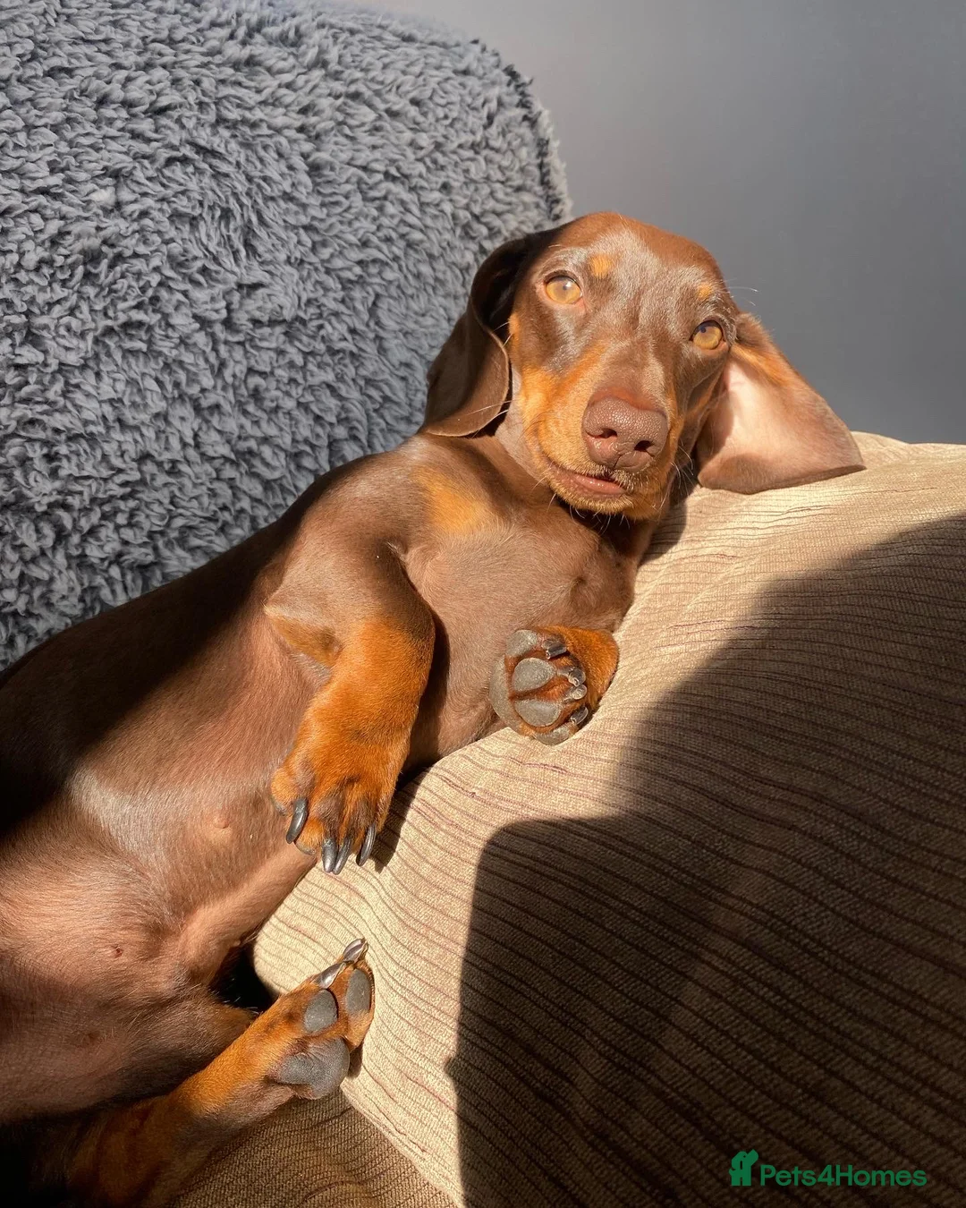 Miniature Dachshund dogs for stud: Minature Dachshund for stud!! *PRA CLEAR* in Martock - Advert 5