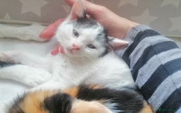 British Shorthair cats for sale: White and black female and male cats - Image 14