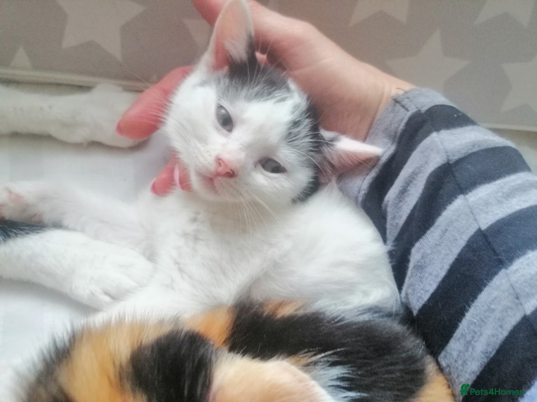 British Shorthair cats for sale: White and black female and male cats - Image 14
