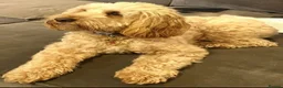 Mixed Breed dogs for sale: Golden Doodle X  - Advert 7