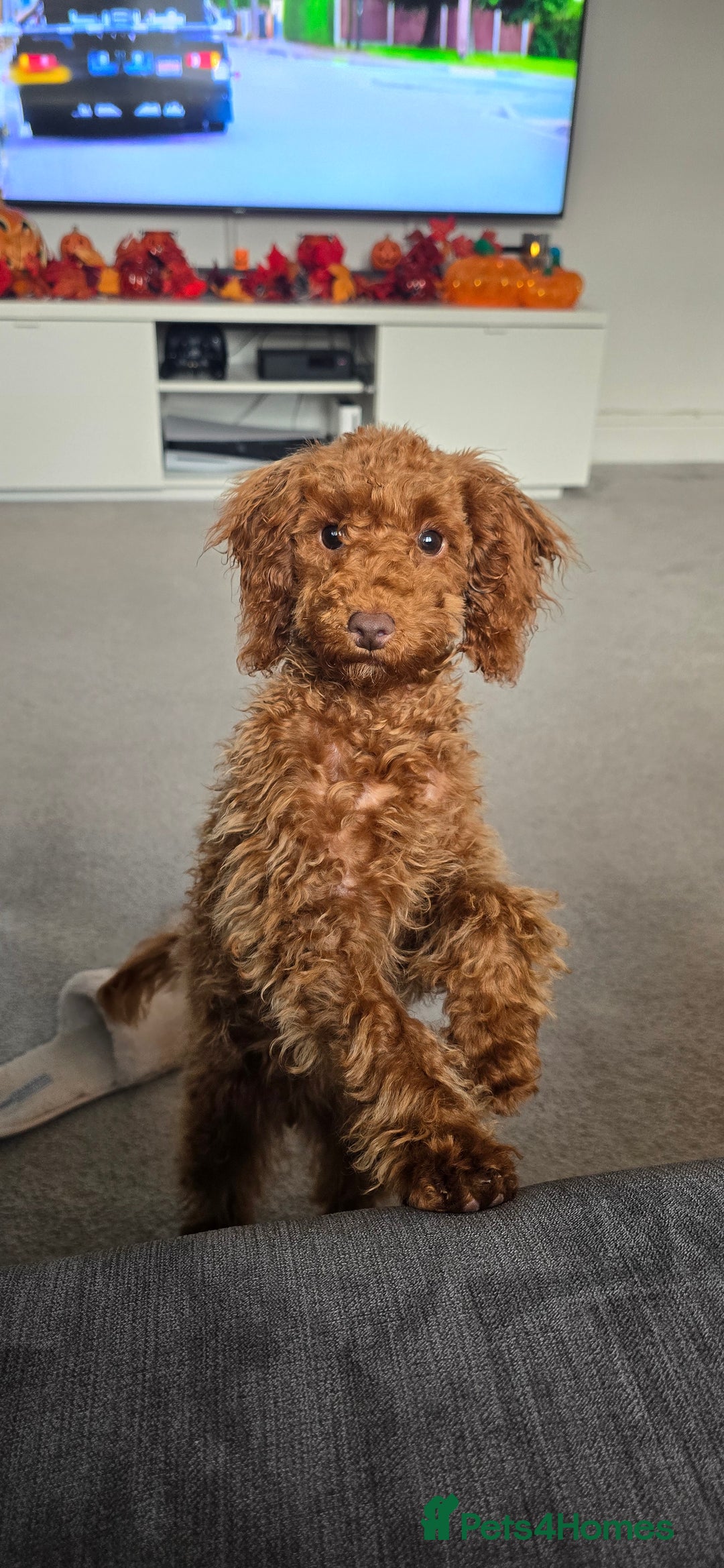 Toy Poodle dogs for sale: Toy Poodle Female 5 Months Old - Image 7