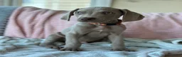 Weimaraner dogs for sale: 🐾Ready Now KC REG SILVER WEIMARANER PUPPIES 🐾 - Advert 10