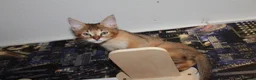 Chausie cats for sale: CHAUSIE f6  - Advert 6