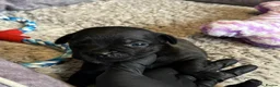 Staffordshire Bull Terrier dogs for sale: Top Quality Blues & Brindles – Health Tested - Advert 11