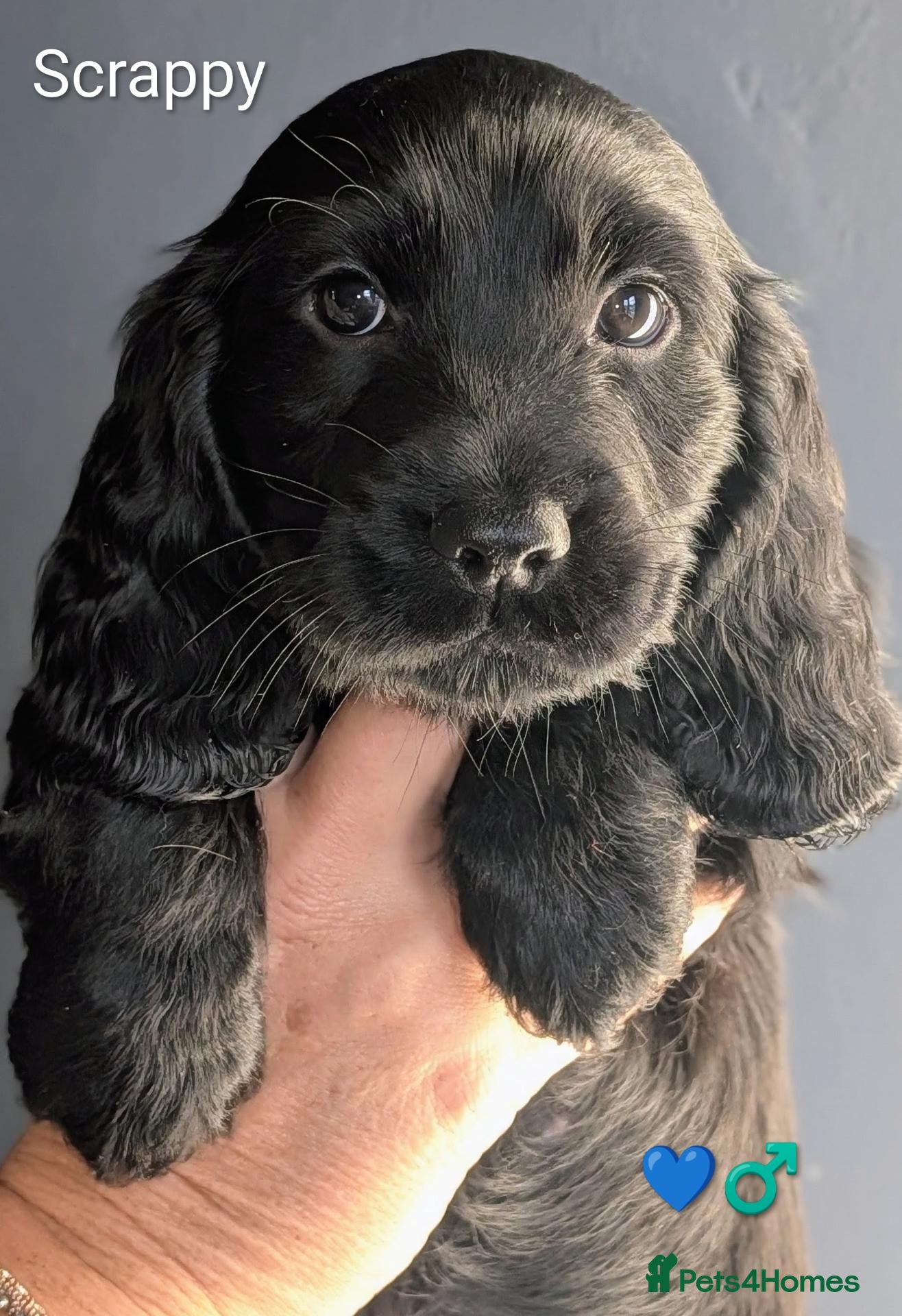 Cocker Spaniel dogs KC hybrid cockers – Ready 09/09 5 boys + 1 girl. - Advert 5