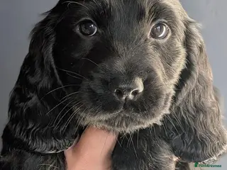 Cocker Spaniel dogs KC hybrid cockers – Ready 09/09 5 boys + 1 girl. - Advert 5