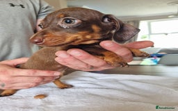 Dachshund dogs for sale: 4 beautiful miniature dachshunds. - Image 11