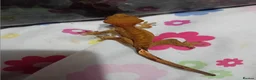 Gecko reptiles for sale: Multiple baby crested geckos for sale - Advert 11