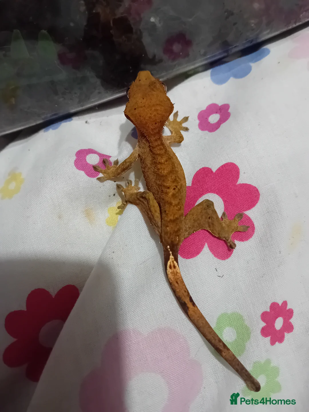 Gecko reptiles for sale: Multiple baby crested geckos for sale - Advert 11