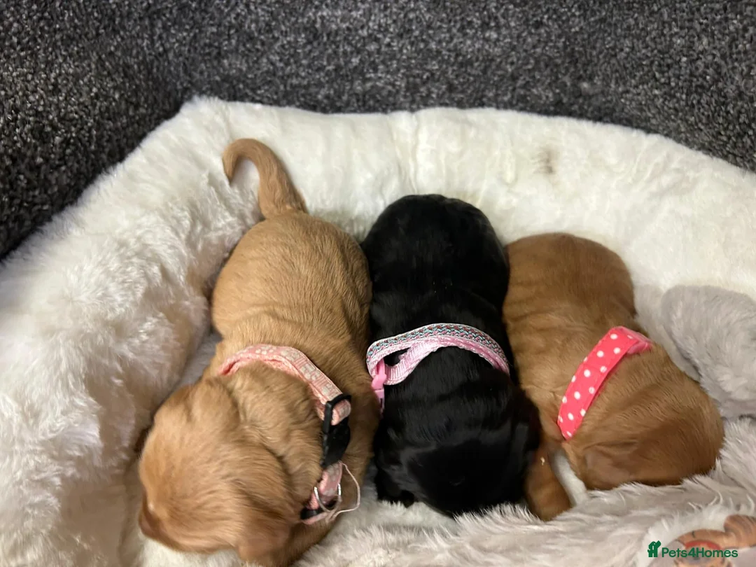 Mini Goldendoodle dogs for sale: Beautiful F1 Miniature Goldendoodle Puppies  - Advert 11