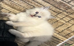 Ragdoll cats for sale: Lynx fluffballs  - Image 10