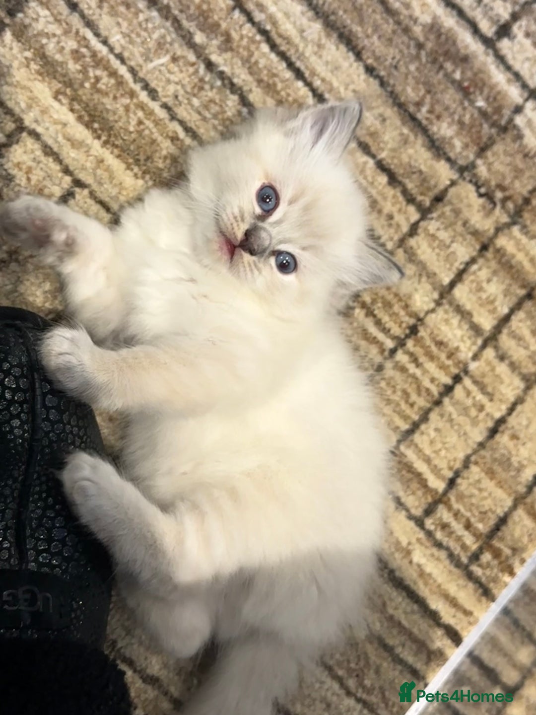 Ragdoll cats for sale: Lynx fluffballs  - Image 10