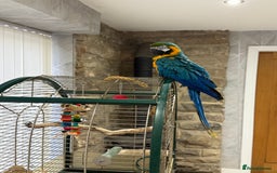 Macaws birds for sale: Blue and Gold Macaw  - Image 4