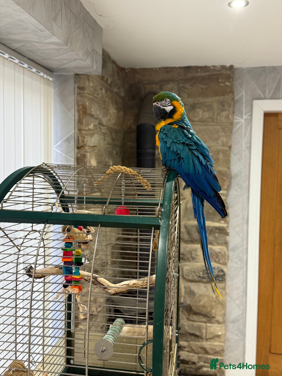Macaws birds for sale: Blue and Gold Macaw  - Image 4