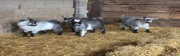 Goats livestock for sale: Pygmy Goat Wethers  in Gloucester - Advert 2