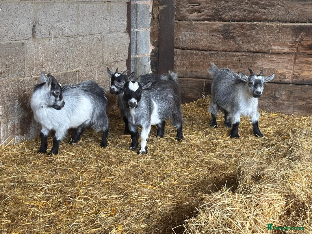Goats livestock for sale: Pygmy Goat Wethers  in Gloucester - Advert 2