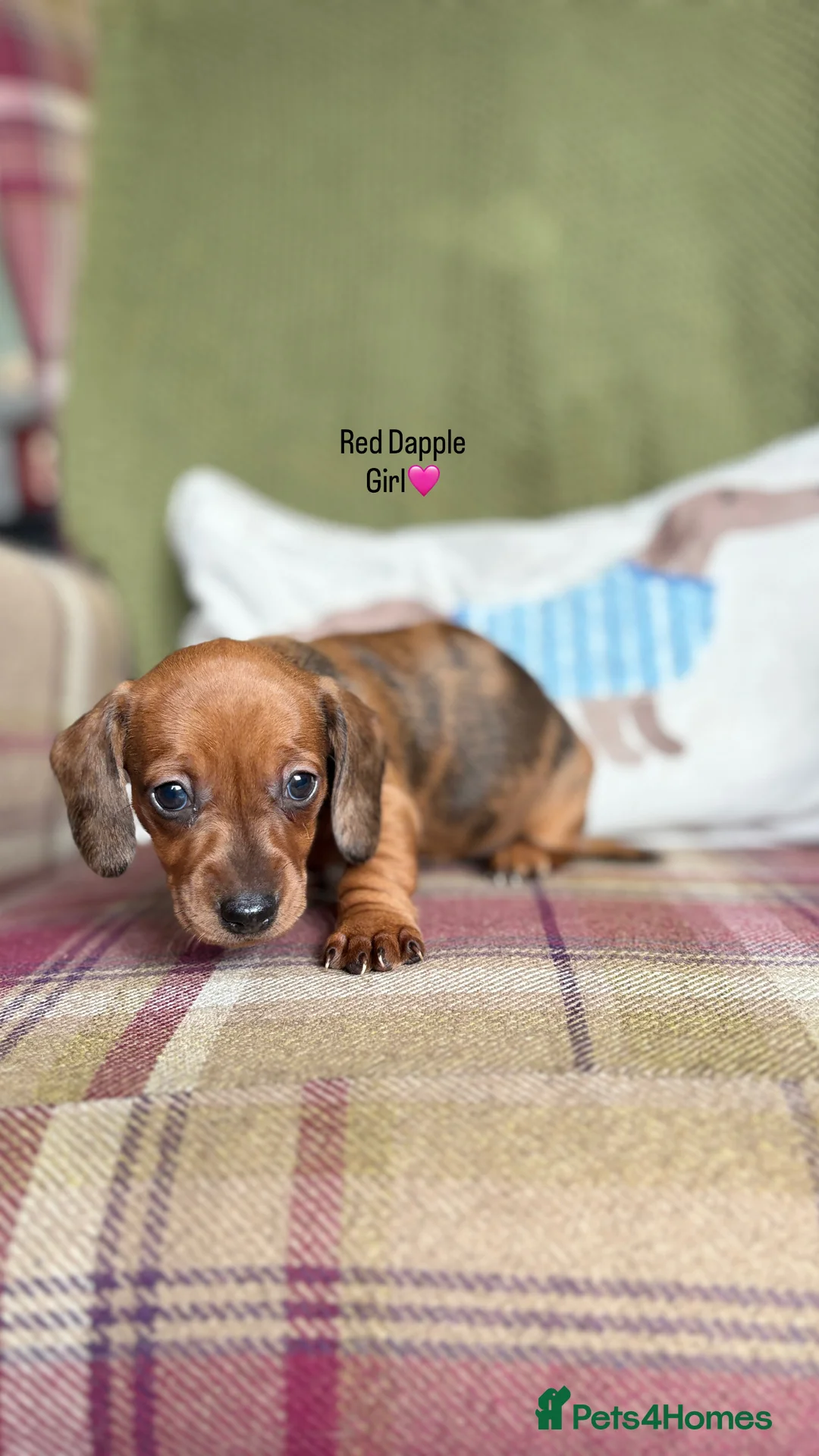Miniature Dachshund dogs for sale: SMOOTH HAIRED MINIATURE DACHSHUNDS🖤 - Advert 11