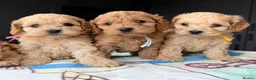Cockapoo dogs for sale: ✨💥 Absolutly stunning Cockerpoo pups ready soon✨ - Advert 14