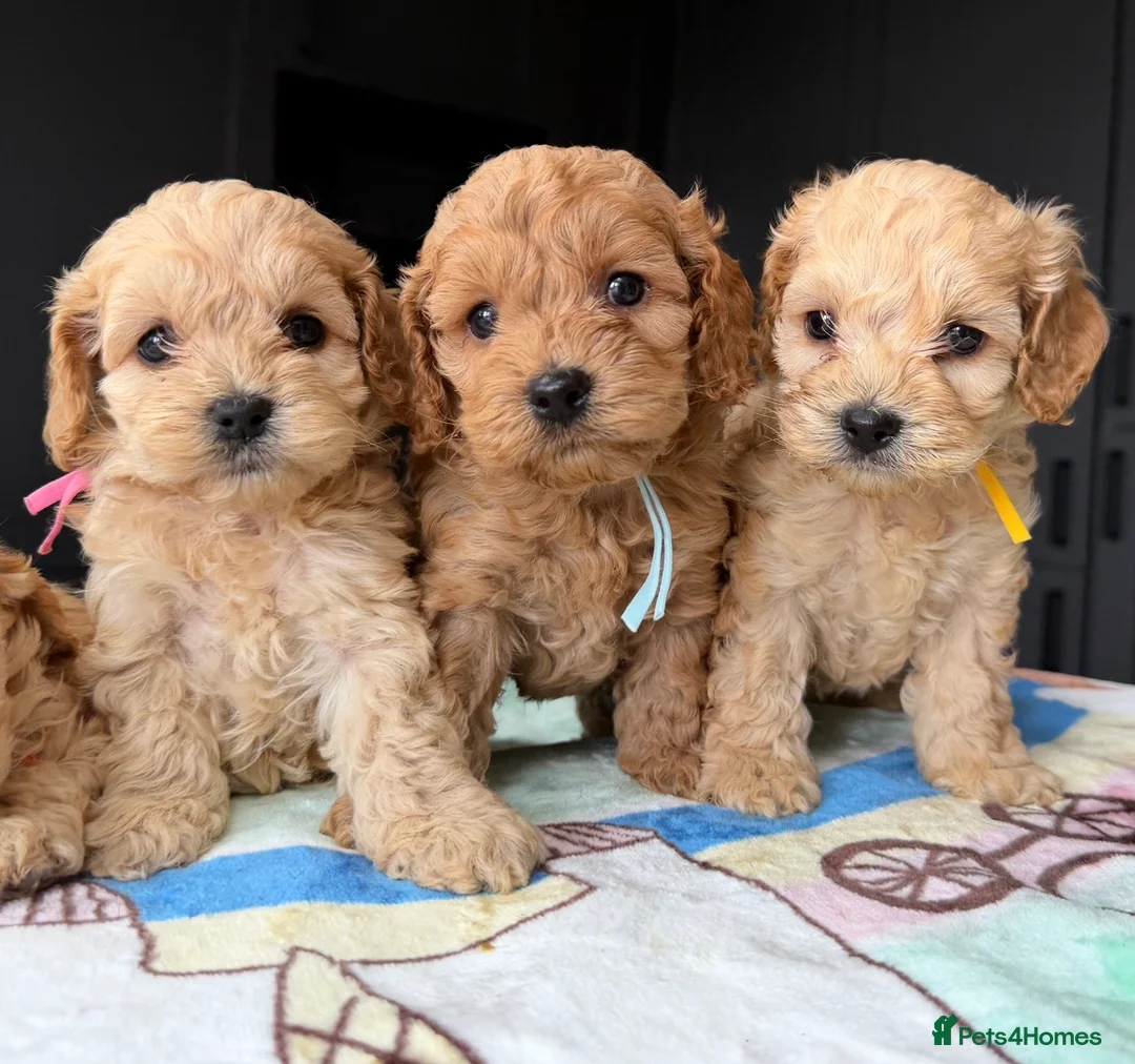 Cockapoo dogs for sale: ✨💥 Absolutly stunning Cockerpoo pups ready soon✨ - Advert 14