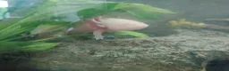 Axolotl reptiles for sale: Axolotl ready now - Advert 2
