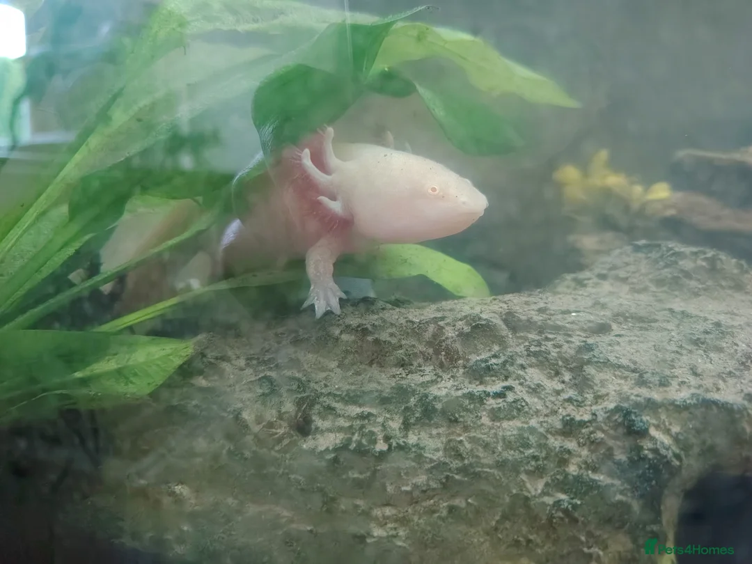 Axolotl reptiles for sale: Axolotl ready now - Advert 2