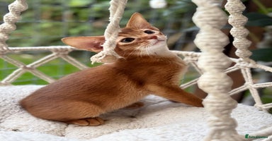 Abyssinian cats - Advert 3