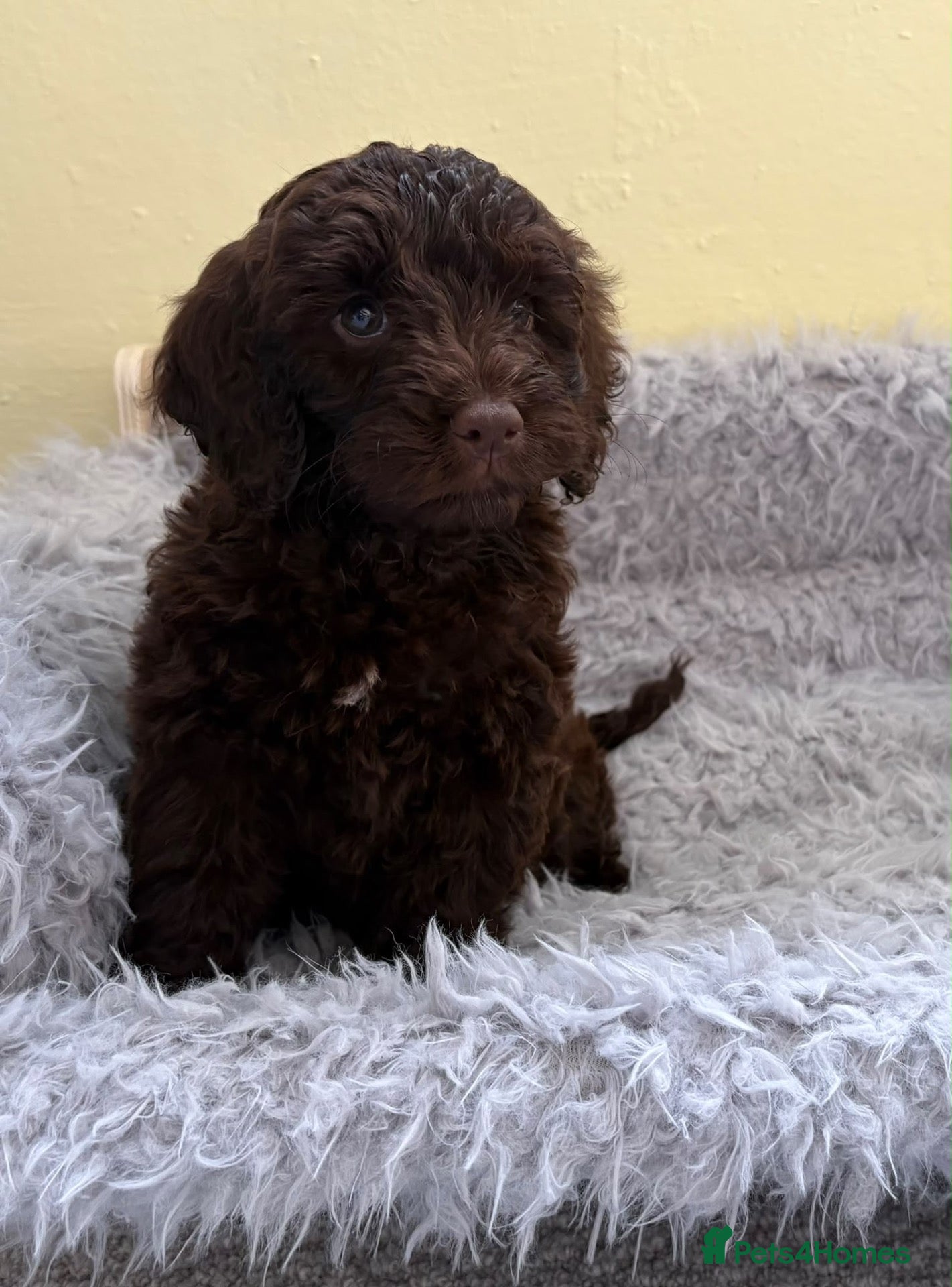 Cockapoo dogs for sale: 🩷🩵 Ready now 2 Girls & 1 Boy🩵🩷 - Advert 2
