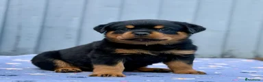 Rottweiler Puppy 1