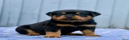 Rottweiler dogs for sale: 5 Exceptional KC Registered Rottweiler Puppies - Advert 5