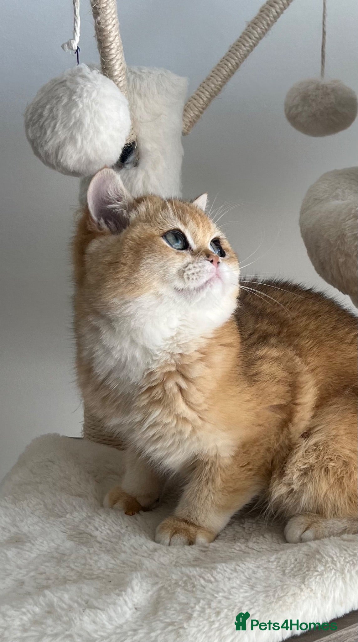 British Shorthair cats 6 Month Ny12 Golden BSH Boy from European Parents - Advert 2
