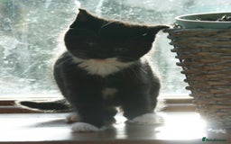 Exotic cats for sale: Exotic cross kittens - Advert 5