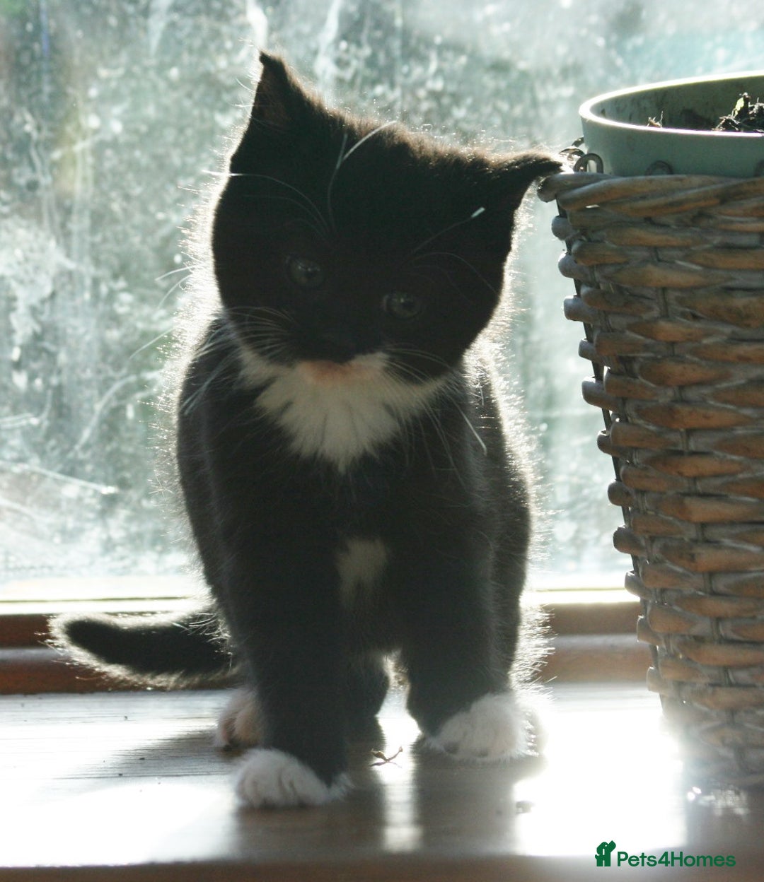 Exotic cats for sale: Exotic cross kittens - Advert 5