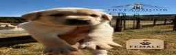 Labrador Retriever dogs for sale: KC Registered Working Labrador Retriever Puppies - Advert 6