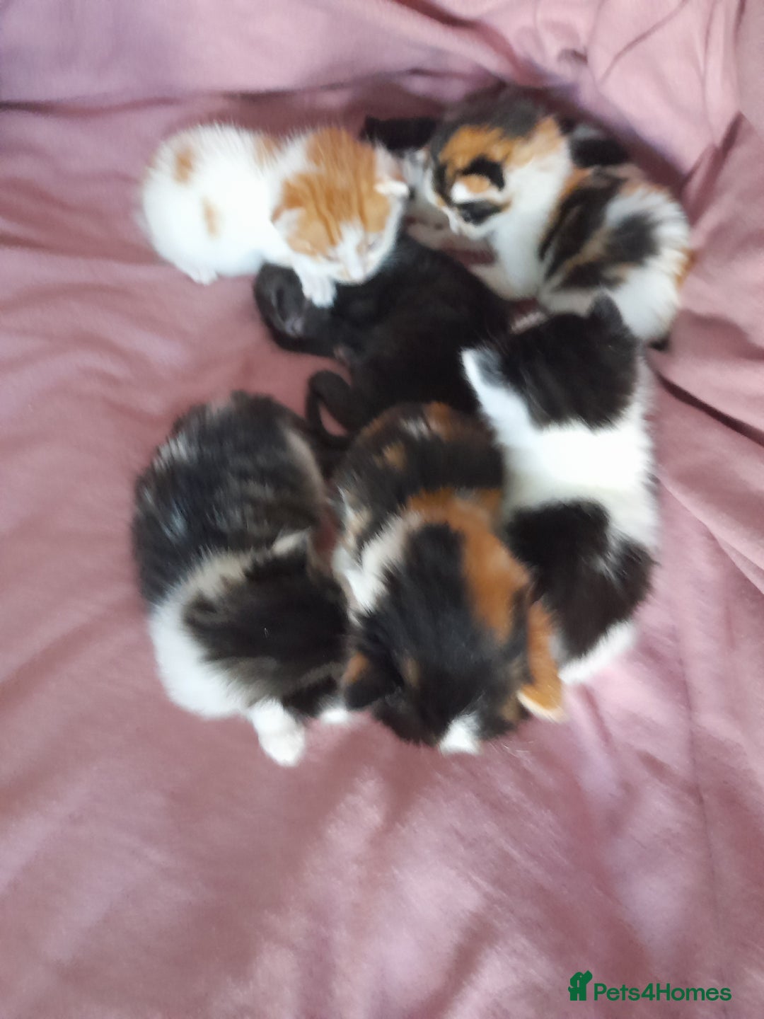 British Shorthair cats for sale: British shorthair kittens - Image 1