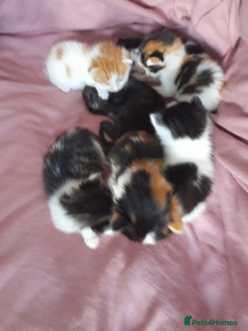 British Shorthair cats - Advert 11