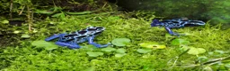 Frog reptiles for sale: Two Adult Koetari River Dart Frogs Sisters - Advert 3