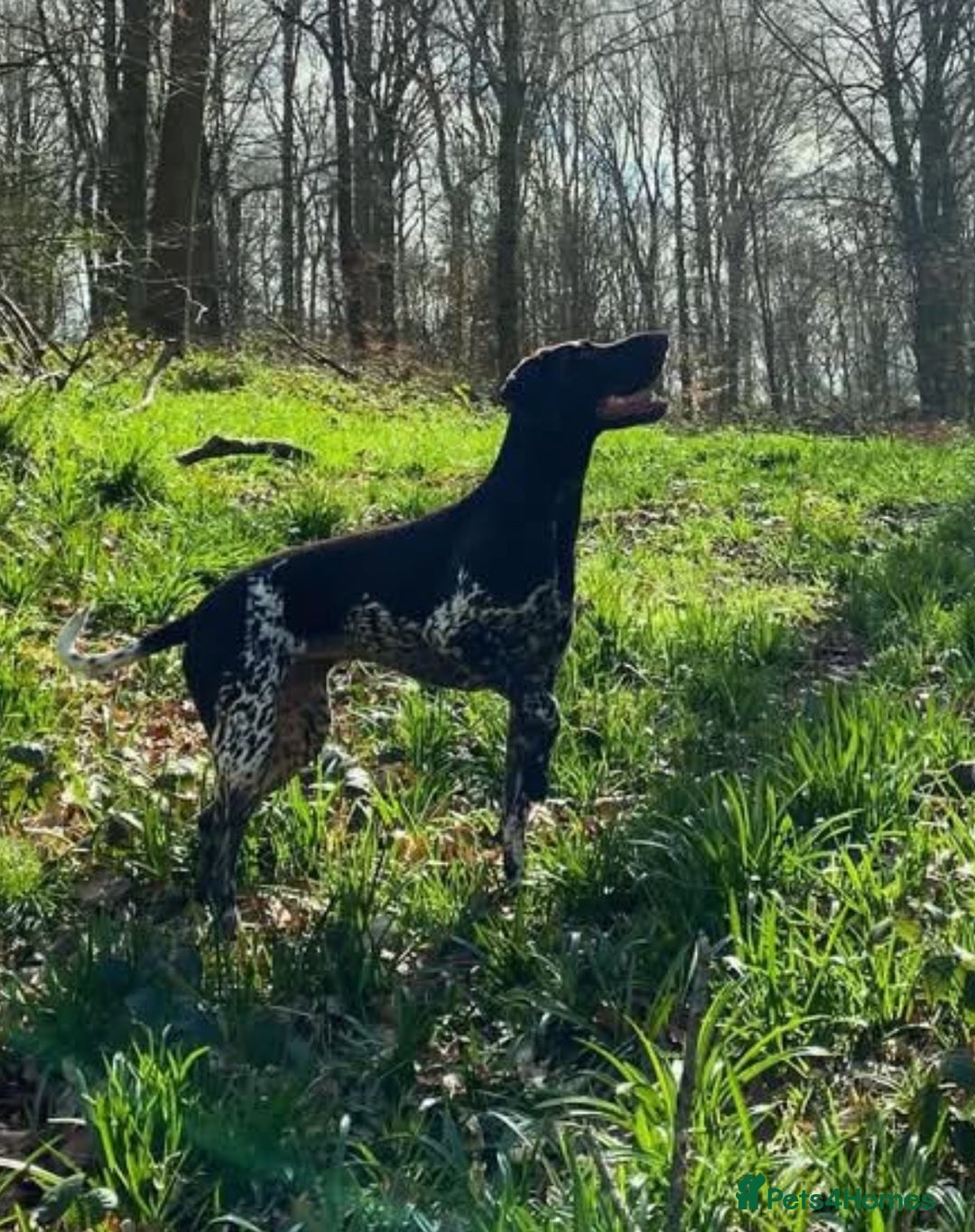 German Shorthaired Pointer dogs for sale: Beautiful Gsp Bitch beretta blu KC Reg Vet Checked - Advert 1