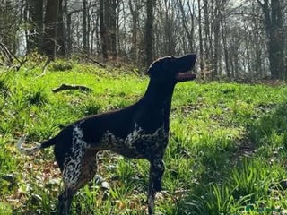 German Shorthaired Pointer dogs Beautiful Gsp Bitch beretta blu KC Reg Vet Checked - Advert 1
