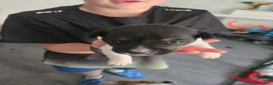 Jack Russell 1
