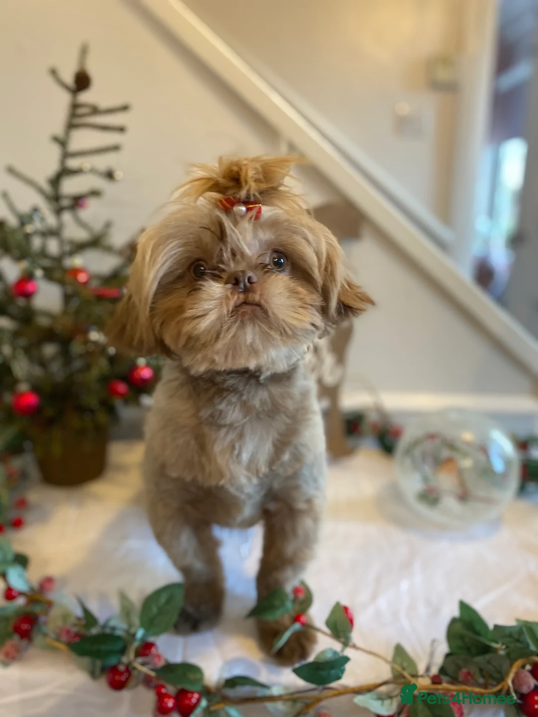 Shih Tzu dogs for stud: KC Lilac Imperial Shih Tzu for Stud in Chislehurst - Advert 5