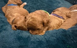 Cavapoo dogs for sale: Gorgeous and adorable F1b toy cavapoo puppies  - Image 4
