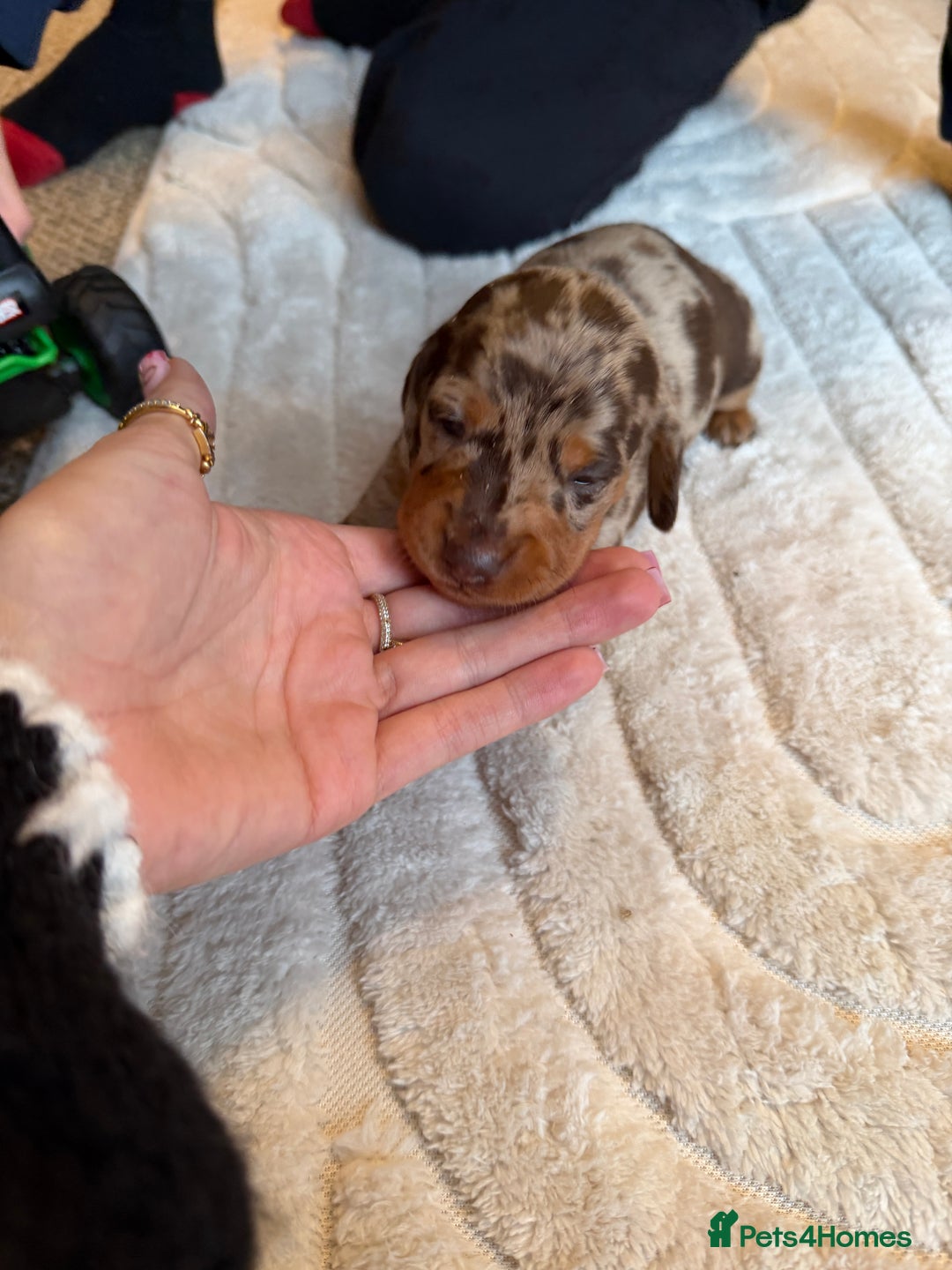 Miniature Dachshund dogs for sale: KC reg Miniature Dachshunds available 24thDecember - Advert 22